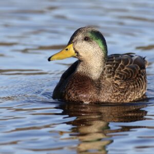 Mallard Ducks