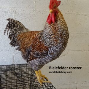 Bielefelder Chicken