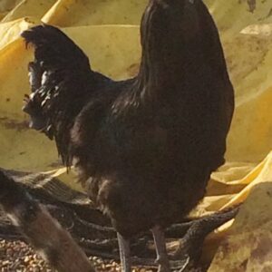 Black Ameraucana Chicken