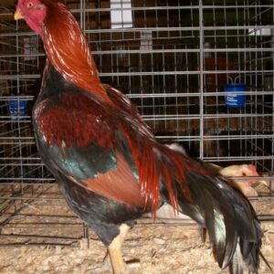 Black Breasted Red Aseel