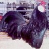 Black Rosecomb Bantam