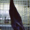Black Runner Ducks