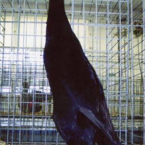 Black Runner Ducks