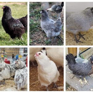 Blue Egger Female Surplus