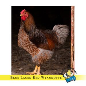 Blue Laced Red Wyandottes