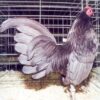 Blue Old English Game Bantam