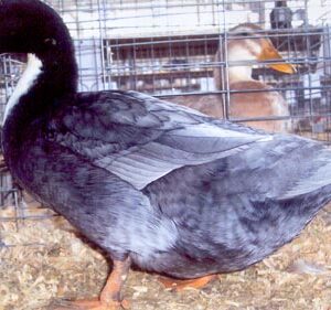 Blue Swedish Duck