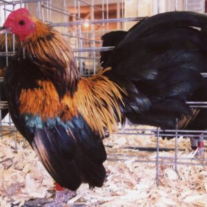 Brassy Back Old English Game Bantam
