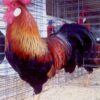 Brown Leghorn Chicken
