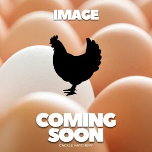 Buff Laced Brahma Chicken
