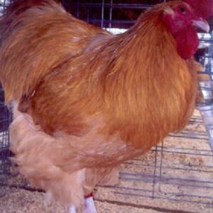 Buff Orpington Chicken