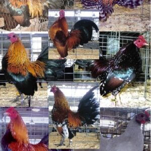 Cackle's Show Class Old English Bantam S/R Assortment