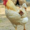 Cinnamon Queen™ Chicken