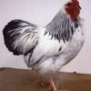 Columbian Wyandotte Bantam