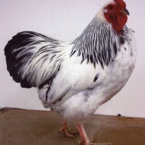 Columbian Wyandotte Bantam