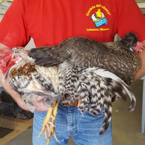 Cream Legbar Chicken