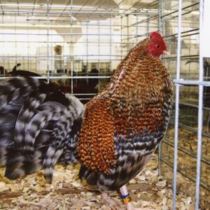 Crele Old English Game Bantam