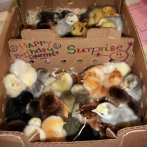 Decorated Shipping Box