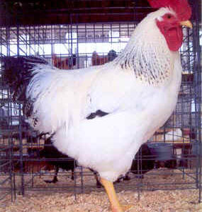 Delaware X Hampshire Cross (Indian River) Chicken