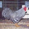 Dominique Bantam