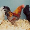 Easter Egger Bantam