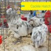 Erminette Ameraucanas Chicken