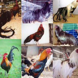 Exotic Island Fowl Special