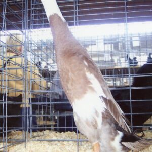 Fawn and White Runner Ducks