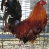 Ginger Red Standard Old English