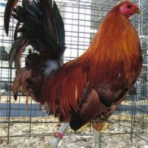Ginger Red Standard Old English