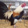 Gold Duckwing Old English Game Bantam