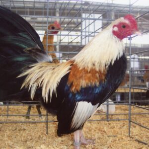 Gold Duckwing Old English Game Bantam