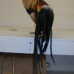 Golden Duckwing Phoenix Bantam