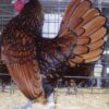 Golden Sebright Bantam