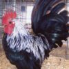Gray Japanese Bantam