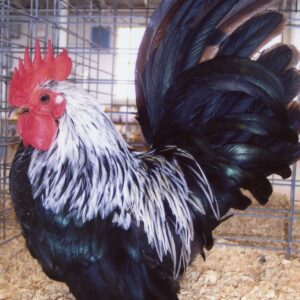 Gray Japanese Bantam