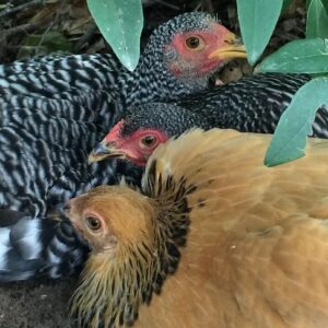 Hatchery Choice Bantam Female Deal - 10