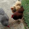 Hatchery Choice Bantam Female Deal - 5