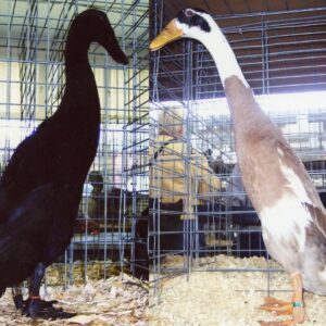 Hatchery Choice Runner Ducks