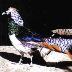 Lady Amherst Pheasants Pair