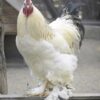 Light Brahma Chicken