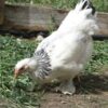 Light Brahma Started Pullet
