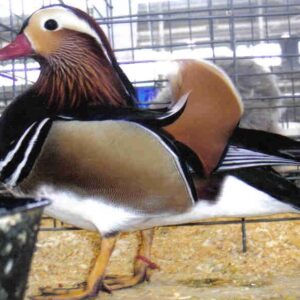 Mandarin Ducks Pair