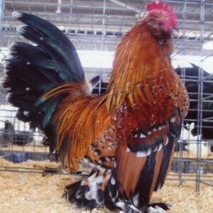 Mille Fleur d'Uccles Bantam
