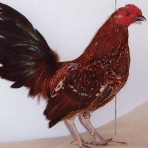 Mille Fleur Old English Game Bantam