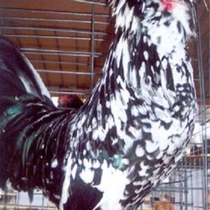 Mottled Houdan Chicken