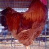 New Hampshire Chicken