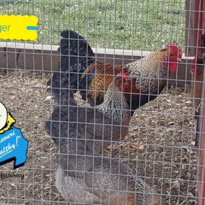 Olive Egger Chicken
