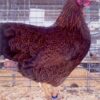 Partridge Plymouth Rock Chicken