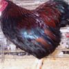 Partridge Wyandotte Bantam